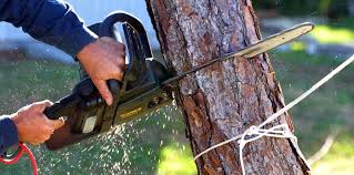 Best Tree and Shrub Care  in Castroville, TX