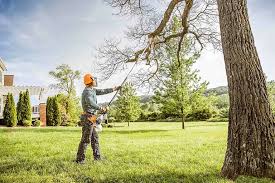 Reliable Castroville, TX Tree Services Solutions