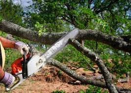 Best Tree Preservation Services  in Castroville, TX