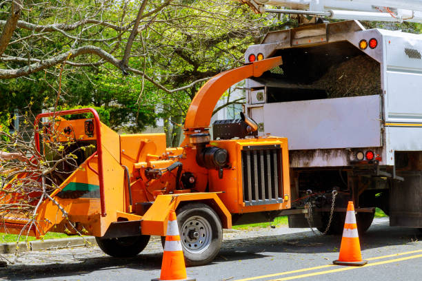 Professional Tree Services in Castroville, TX