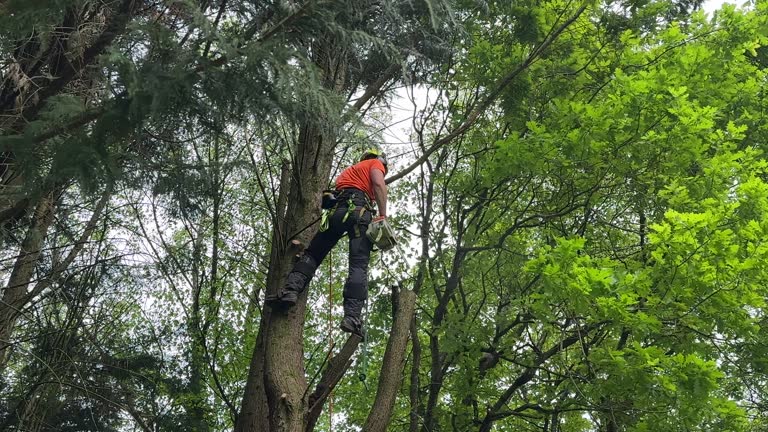 Best Tree Fertilization  in Castroville, TX