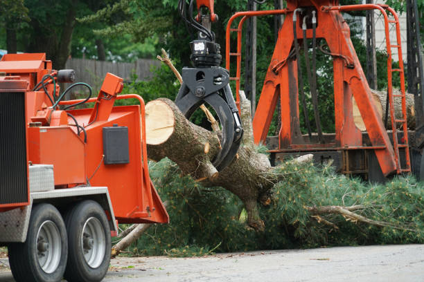 Best Tree Removal  in Castroville, TX