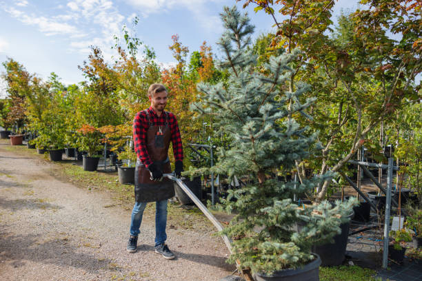 Best Tree Mulching  in Castroville, TX