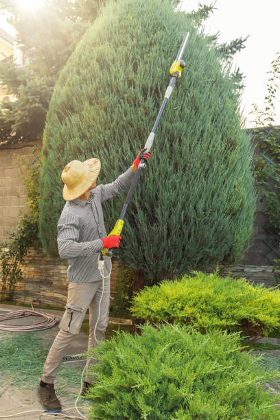 How Our Tree Care Process Works  in  Castroville, TX