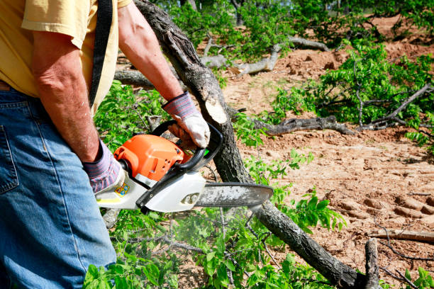  Castroville, TX Tree Services Pros